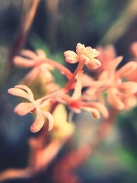 Close-up of flower buds
