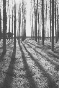 Bare trees against sky