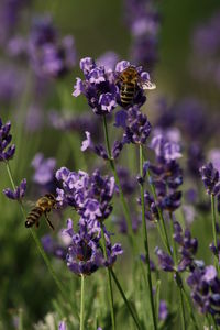 Bees on flowers against blurred background