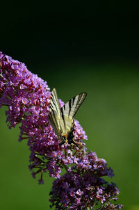 Close-up of butterfly pollinating on pink flower