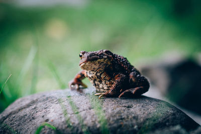 Close-up of frog on rock