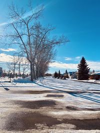 Bare trees on snow covered field against sky