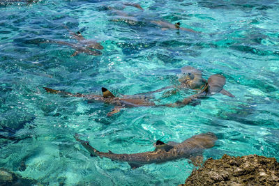 High angle view of people swimming in pool