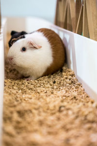 Close-up of guinea pig on stones