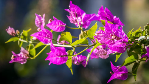 Close-up of pink flowering plants