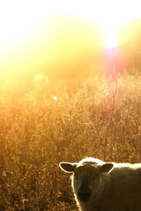 View of an animal on field during sunset