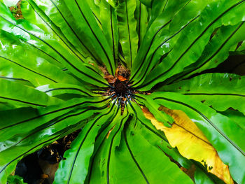 Full frame shot of green plant