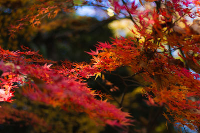 Close-up of maple leaves on tree