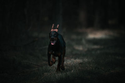 Dog running on field