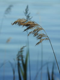 Close-up of reed grass against blurred background