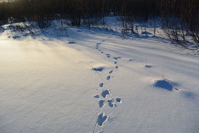 Rabbit footprints in the snow