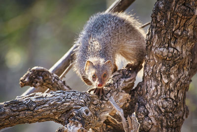 A mangoos staring to camera