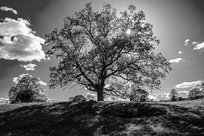 Tree in field against sky