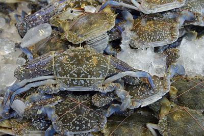 High angle view of crabs for sale at fish market