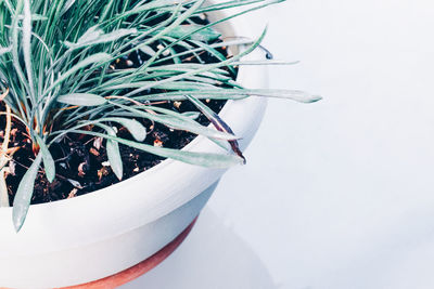 Close-up of potted plant against white background