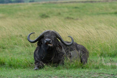 Portrait of buffalo laying in field