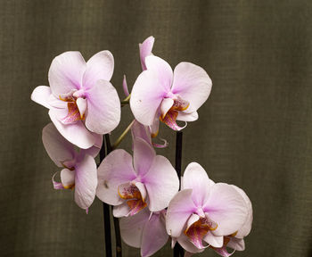 Close-up of pink orchid flowers