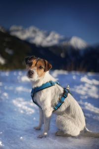 Dog looking away on snow covered landscape