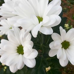 Close-up of white flower