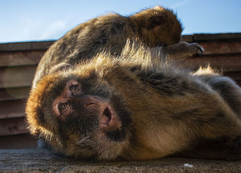 Close-up of an ape lying down having flees taken off 