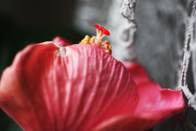 Close-up of red hibiscus flower