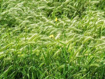 Full frame shot of corn field