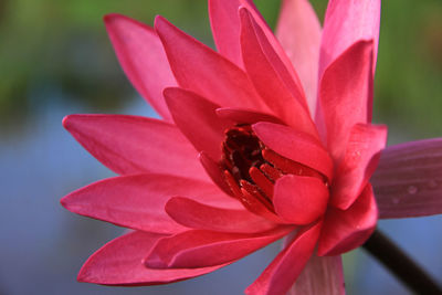 Close-up of pink flower blooming outdoors