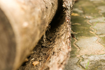 Close-up of tree trunk