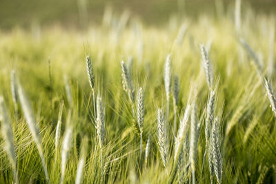 Close-up of wheat field