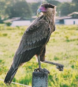 Close-up of bird against blurred background