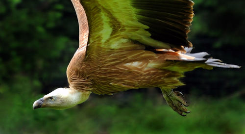 Close-up of flying vulture