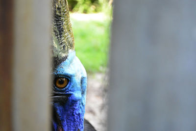 Close-up of a peacock