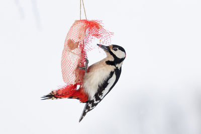 Close-up of bird perching on feeder