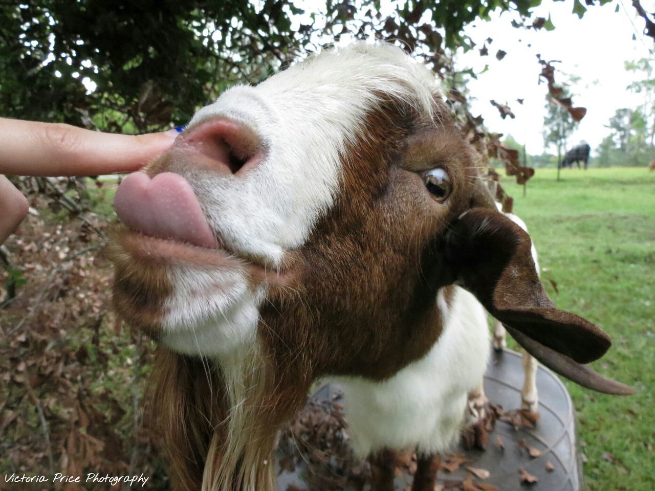 one animal, mammal, person, close-up, zoology, holding, domestic animals, outdoors, day, livestock, focus on foreground, nature, zoo, animal nose, rural scene