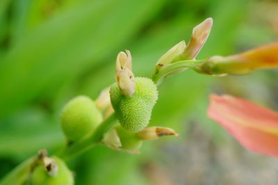 Close-up of flower buds