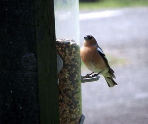 Close-up of bird perching outdoors