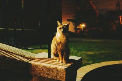 Cat looking up at night
