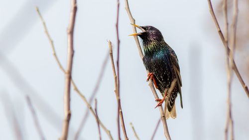 Starling perching on stick against sky
