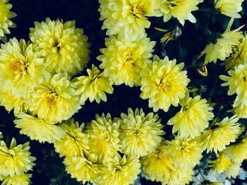 Close-up of yellow roses