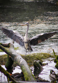 High angle view of gray heron on lake