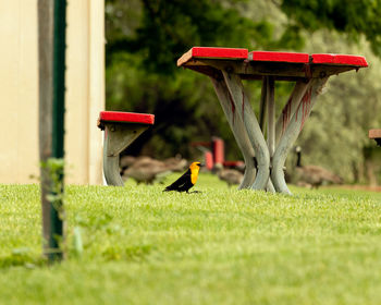 Bird perching on field