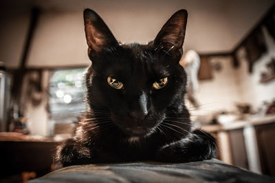 Close-up portrait of black cat at home