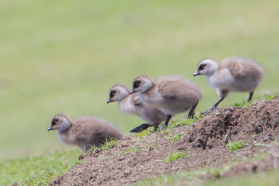 Close-up of ducklings perching on grass