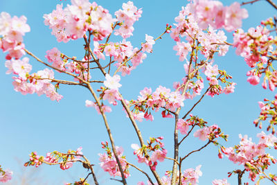 Low angle view of pink cherry blossoms against clear blue sky