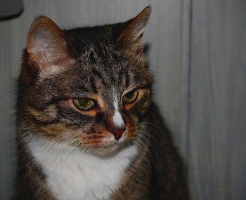 Close-up portrait of cat