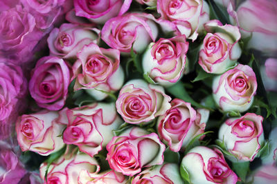 Full frame shot of pink roses