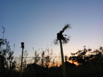 Silhouette plant against clear sky at sunset