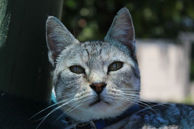 Close-up portrait of a cat