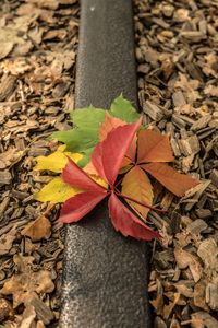 High angle view of maple leaves on tree trunk