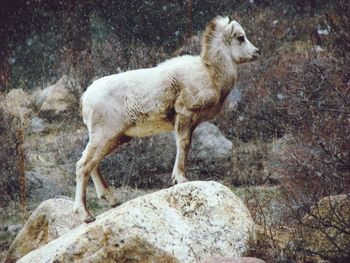 Side view of sheep standing on rock